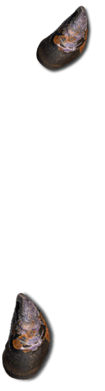 Erol Balık Restaurant Banner